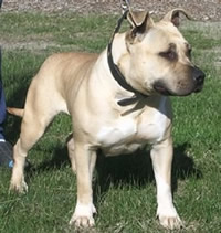 Esrvelspirit Gypsy Star